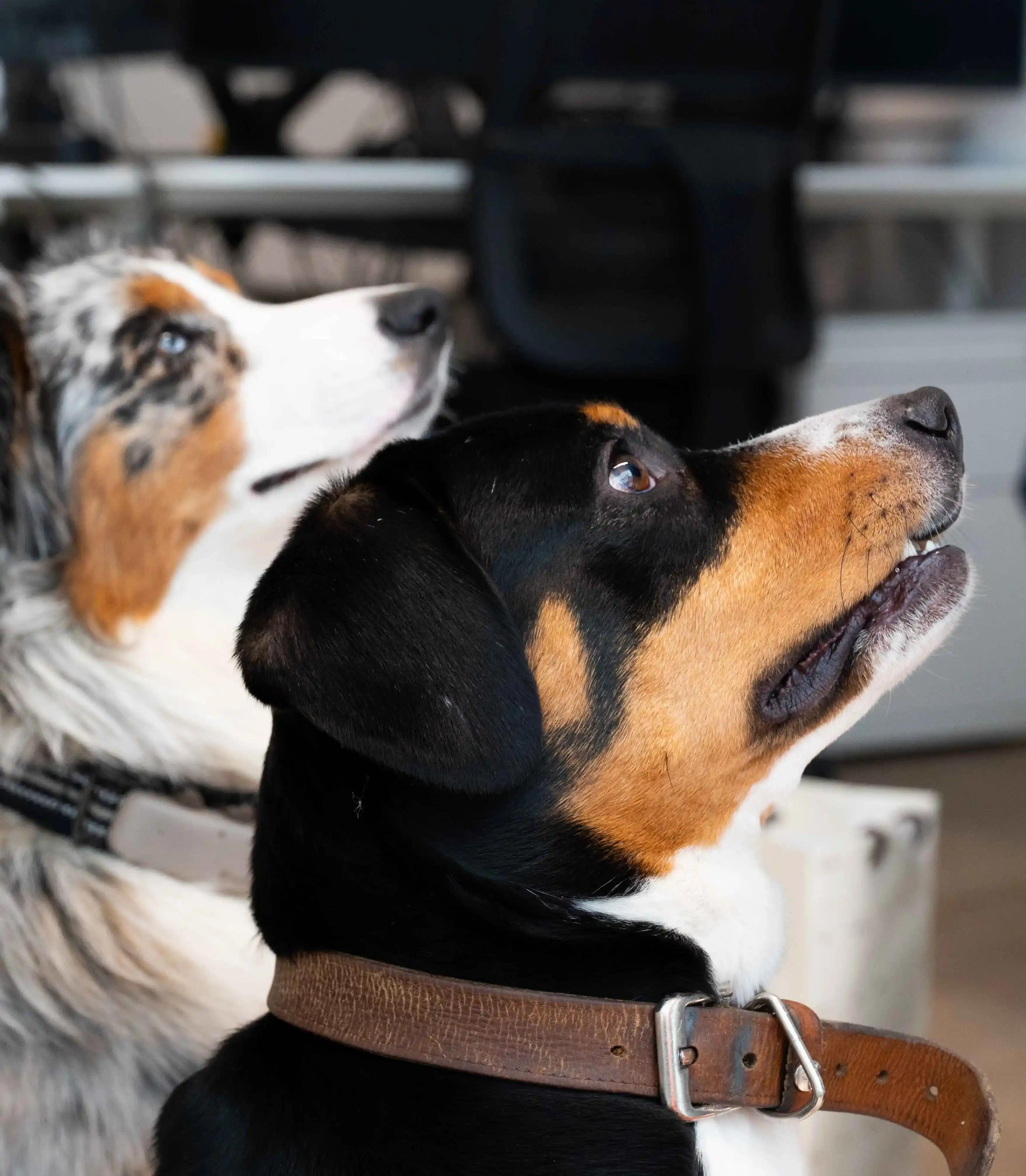 Bloown and Sherlock, our mascots